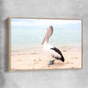 Animal wall art and canvas prints of Monkey Mia Pelican with raw oak framed canvas