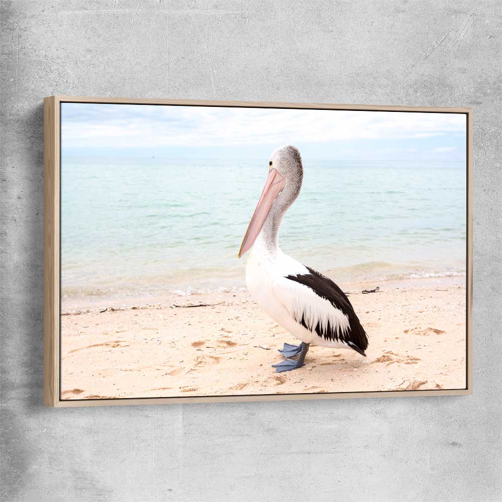 Animal wall art and canvas prints of Monkey Mia Pelican with raw oak framed canvas