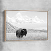 Animal wall art and canvas prints of Mountain Bison with raw oak framed canvas
