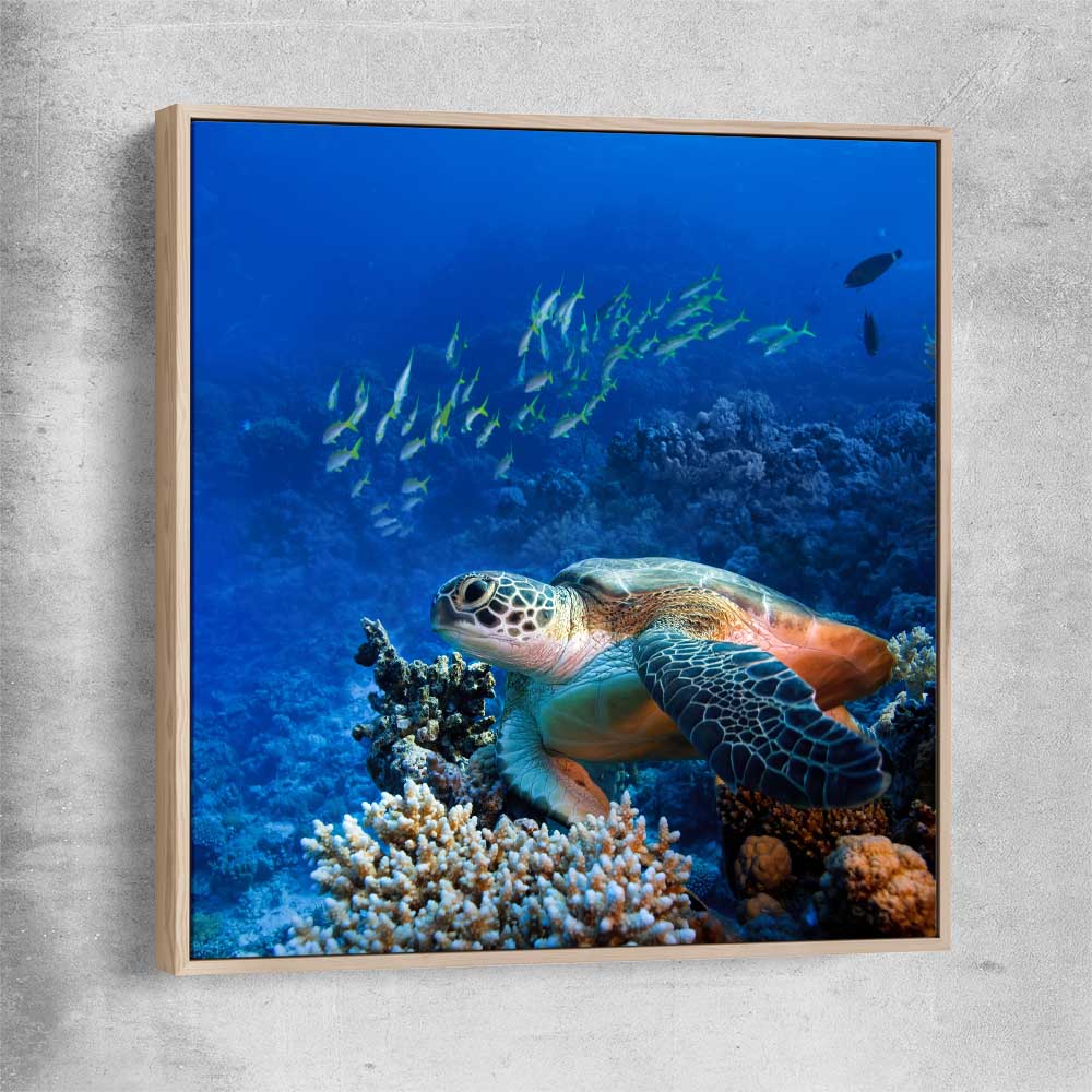 Animal wall art and canvas prints of Ocean Turtle Reef with raw oak framed canvas