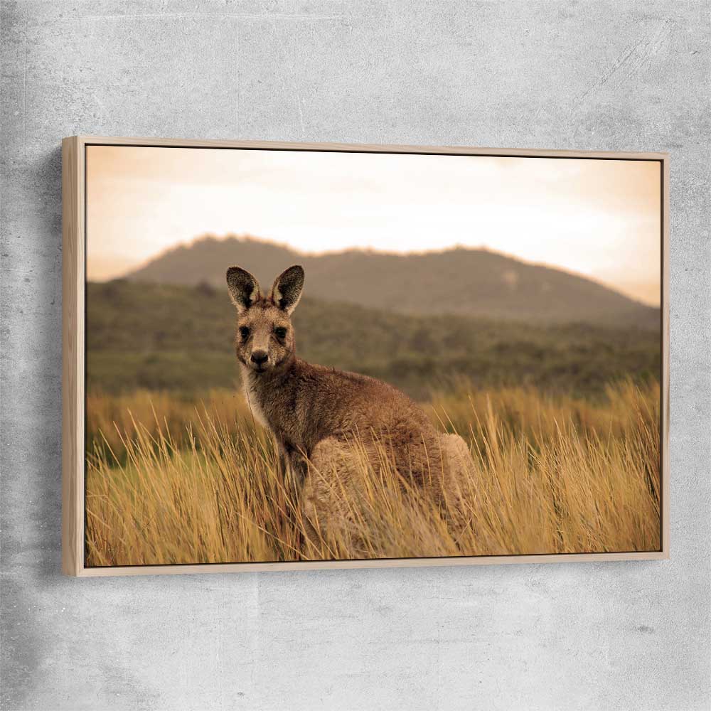 Animal wall art and canvas prints of Outback Kangaroo with raw oak framed canvas