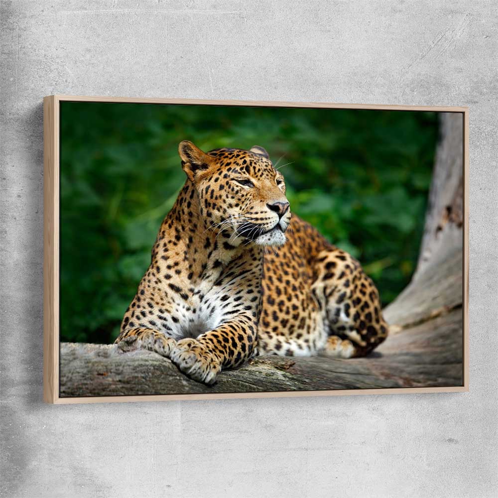 Animal wall art and canvas prints of Resting Leopard with raw oak framed canvas