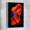 Animal wall art and canvas prints of Siamese Fighter with raw oak framed canvas