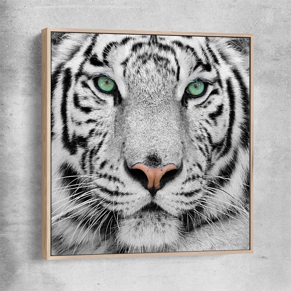 Animal wall art and canvas prints of Silent White Tiger with raw oak framed canvas