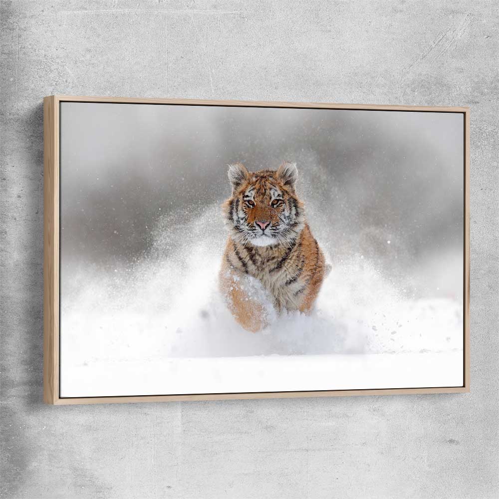 Animal wall art and canvas prints of Snow Tiger Charge with raw oak framed canvas
