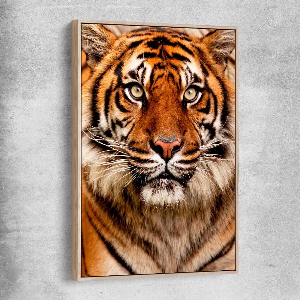 Animal wall art and canvas prints of Tiger Silent Power with raw oak framed canvas