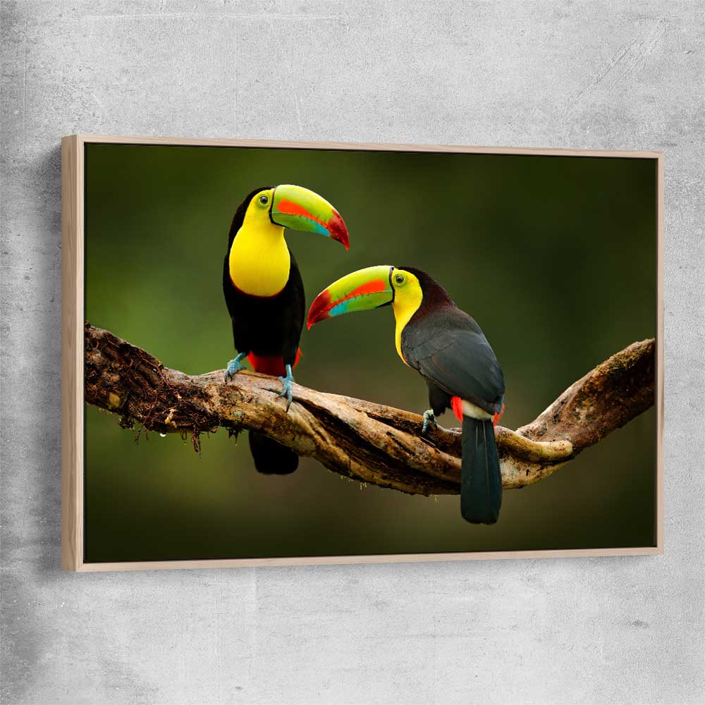 Animal wall art and canvas prints of Tropical Toucan Pair with raw oak framed canvas