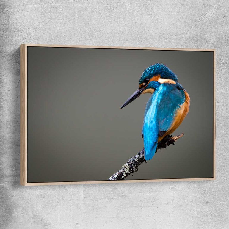 Animal wall art and canvas prints of Wild Kingfisher with raw oak framed canvas