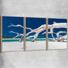 Beach and coastal wall art print of Whitsundays Driftwood Set with raw oak framed canvas