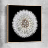 Inspirational wall art print of Isolated Dandelion with raw oak framed canvas