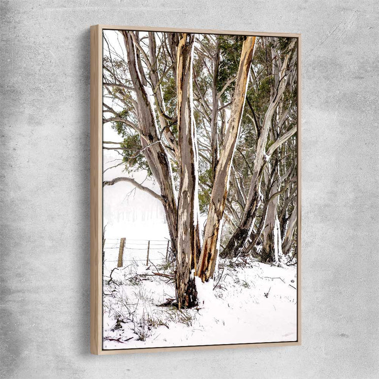 Floral print of Snowy Gumtrees with raw oak framed canvas
