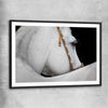 Animal wall art and canvas prints of Arabian Horse with black glass front frame