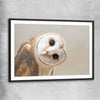 Animal wall art and canvas prints of Barn Owl Gaze with black glass front frame