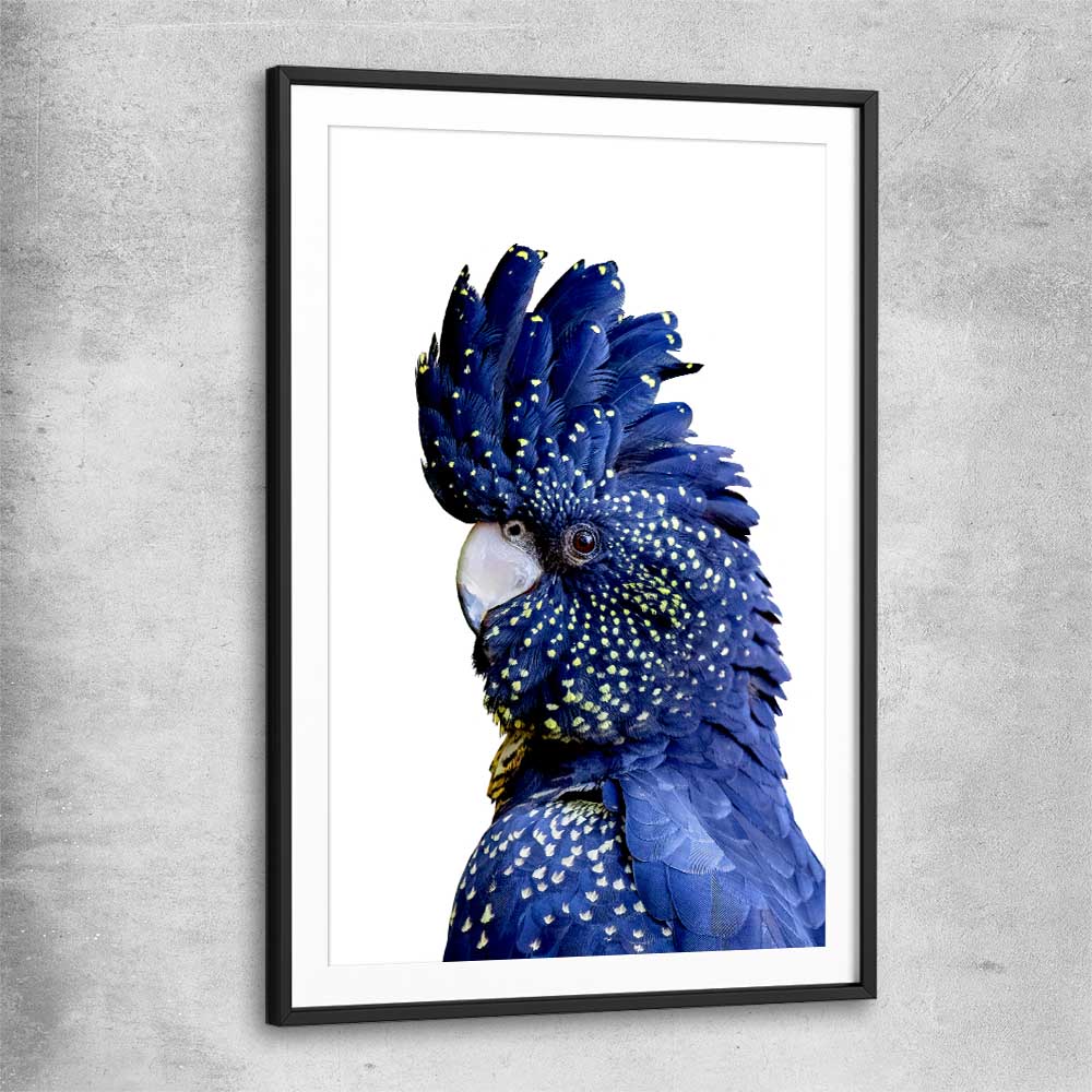 Animal wall art and canvas prints of Black Cockatoo One with black glass front frame