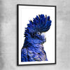 Animal wall art and canvas prints of Black Cockatoo Two with black glass front frame