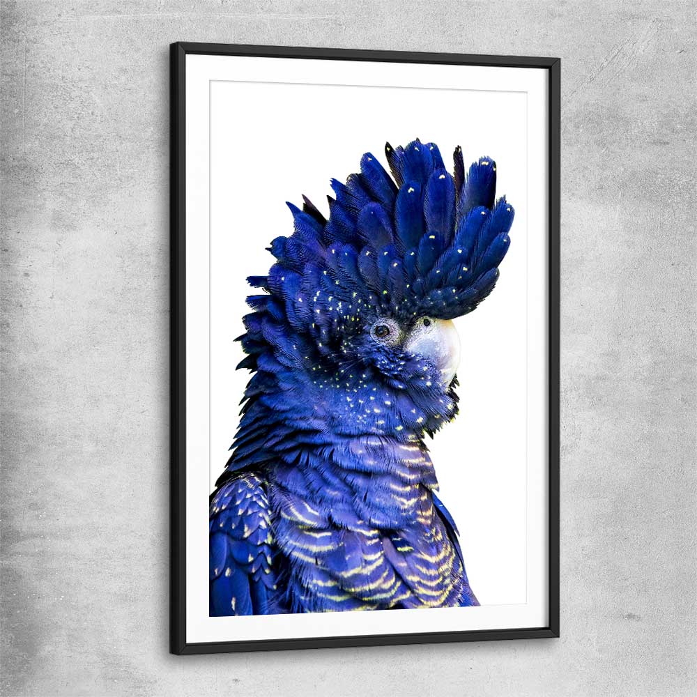 Animal wall art and canvas prints of Black Cockatoo Two with black glass front frame