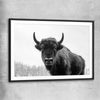Animal wall art and canvas prints of Buffalo Gaze with black glass front frame