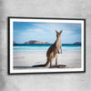 Animal wall art and canvas prints of Coastal Kangaroo Gaze with black glass front frame