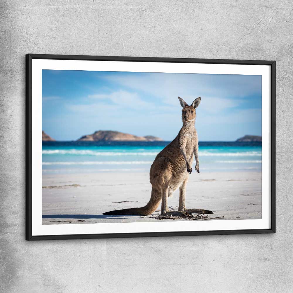 Animal wall art and canvas prints of Coastal Kangaroo Gaze with black glass front frame
