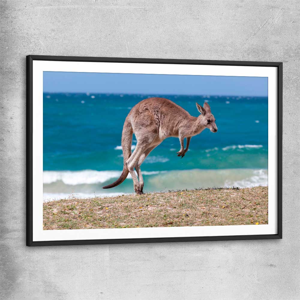 Animal wall art and canvas prints of Coastal Kangaroo Leap with black glass front frame