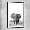 Animal wall art and canvas prints of Elephant Gaze with black glass front frame