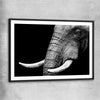 Animal wall art and canvas prints of Elephant Majesty with black glass front frame