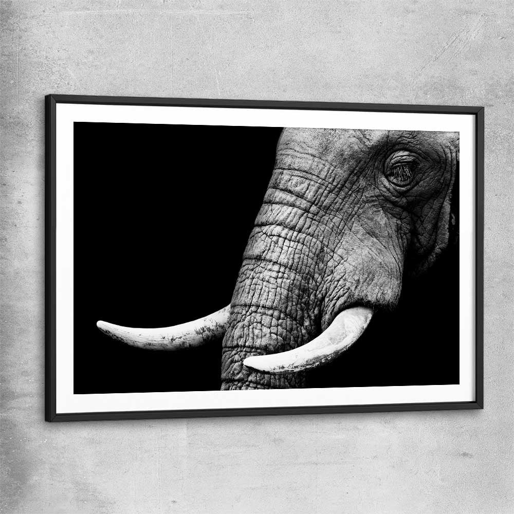 Animal wall art and canvas prints of Elephant Majesty with black glass front frame