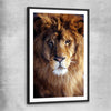 Animal wall art and canvas prints of Golden Lion Portrait with black glass front frame