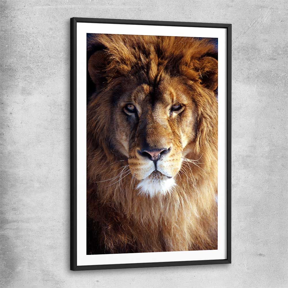 Animal wall art and canvas prints of Golden Lion Portrait with black glass front frame