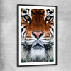 Animal wall art and canvas prints of Golden Tiger Gaze with black glass front frame