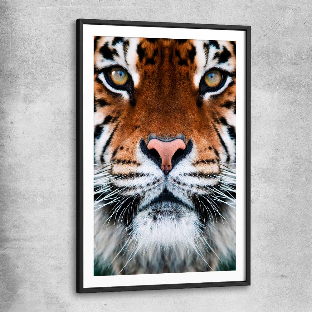 Animal wall art and canvas prints of Golden Tiger Gaze with black glass front frame