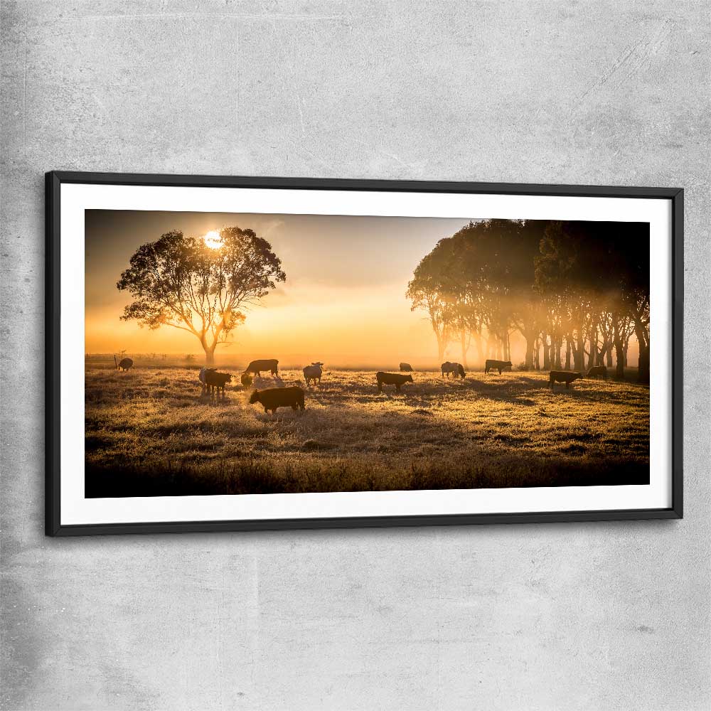 Animal wall art and canvas prints of Grazing Cattle at Sunrise with black glass front frame