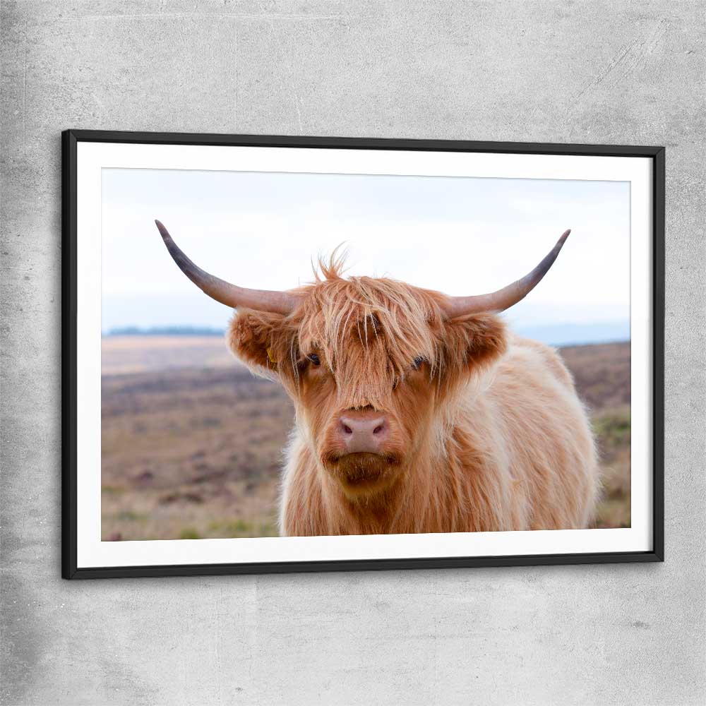 Animal wall art and canvas prints of Highland Wanderer with black glass front frame