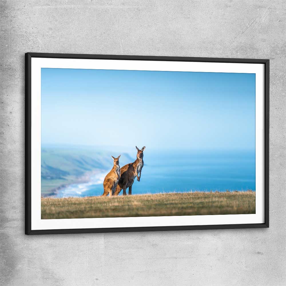 Animal wall art and canvas prints of Kangaroo Coastal Vista with black glass front frame