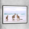 Animal wall art and canvas prints of Kangaroo Couple with black glass front frame