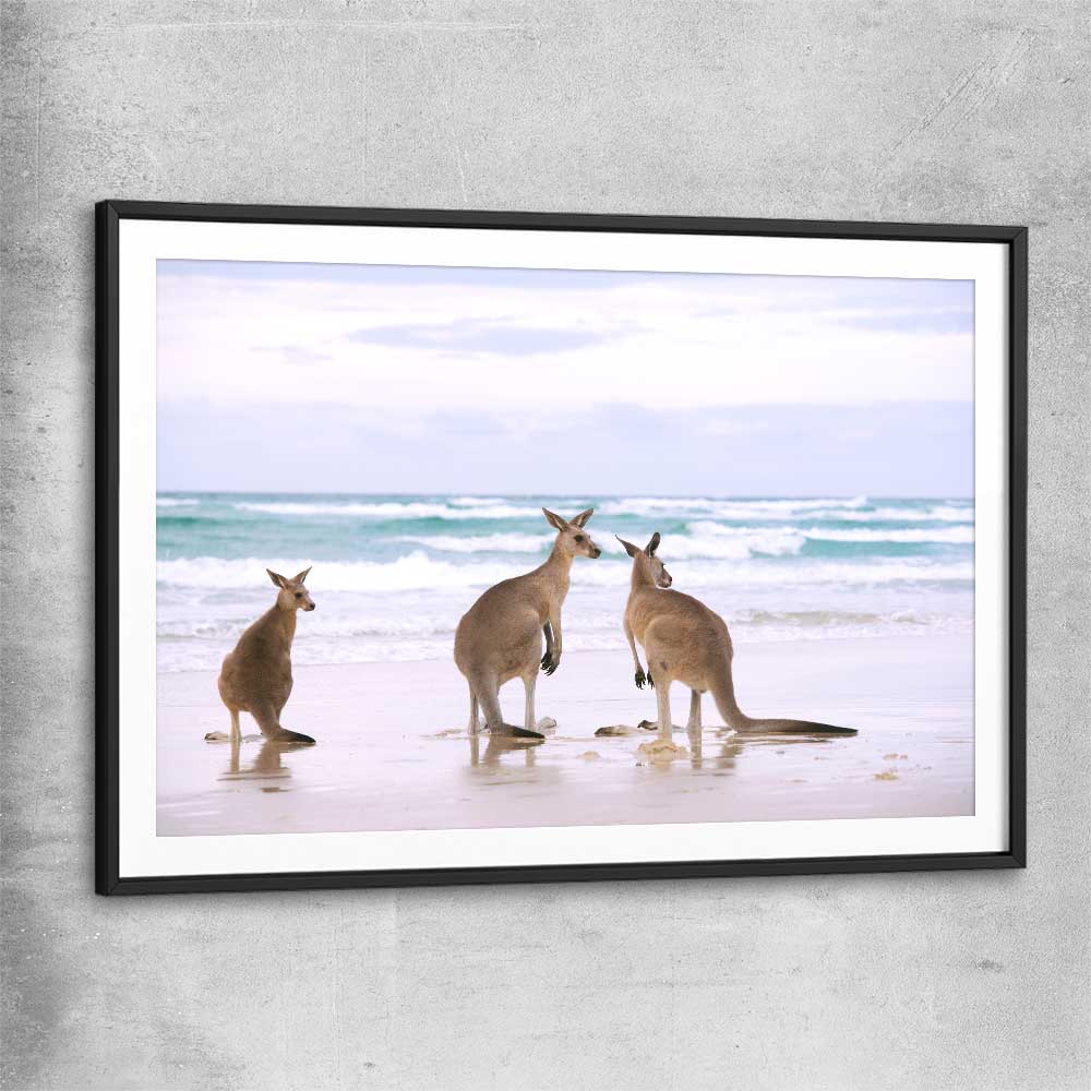 Animal wall art and canvas prints of Kangaroo Couple with black glass front frame