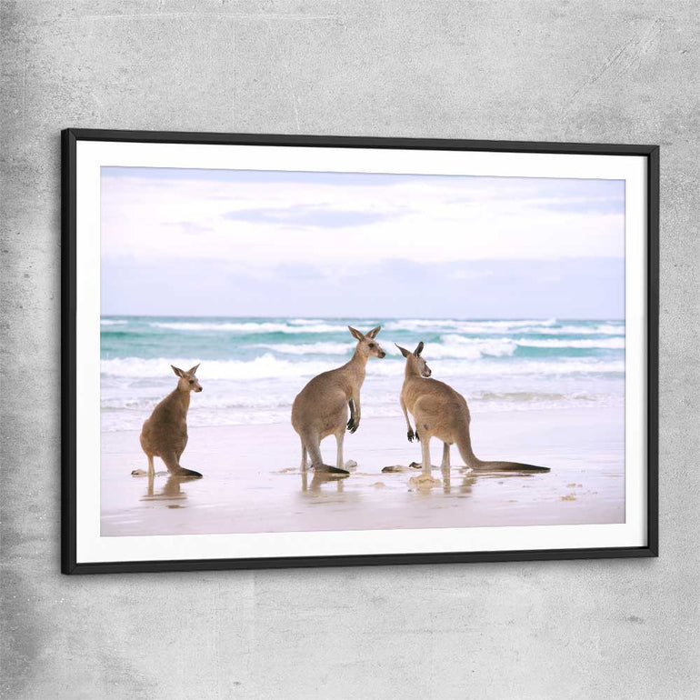 Animal wall art and canvas prints of Kangaroo Couple with black glass front frame