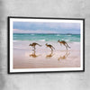 Animal wall art and canvas prints of Kangaroo Family with black glass front frame