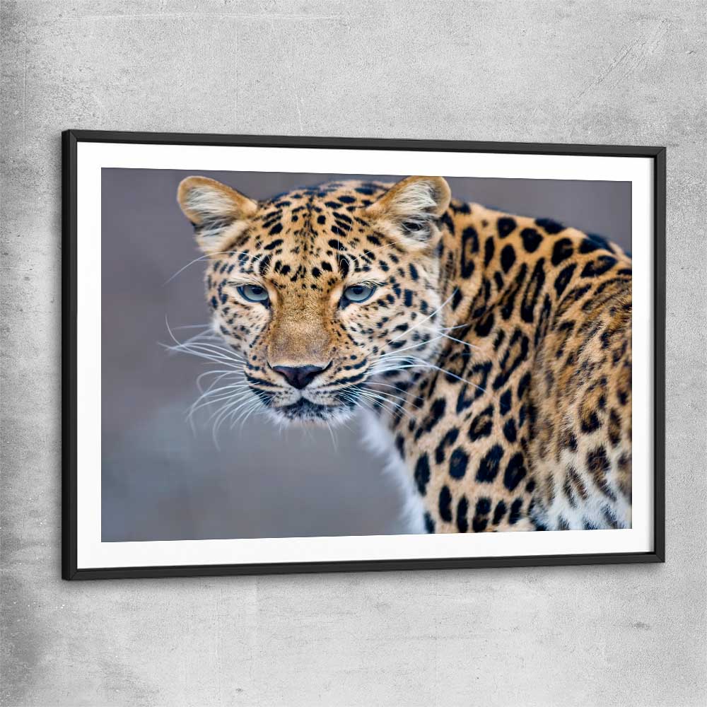 Animal wall art and canvas prints of Leopard Silent Watch with black glass front frame