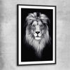 Animal wall art and canvas prints of Lion Gaze with black glass front frame
