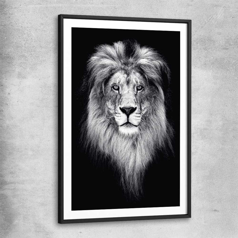 Animal wall art and canvas prints of Lion Gaze with black glass front frame