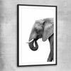 Animal wall art and canvas prints of Lone Elephant with black glass front frame