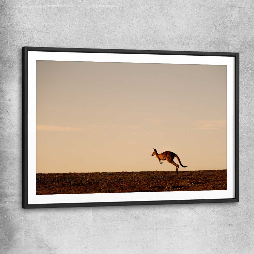 Animal wall art and canvas prints of Lone Kangaroo Plains with black glass front frame