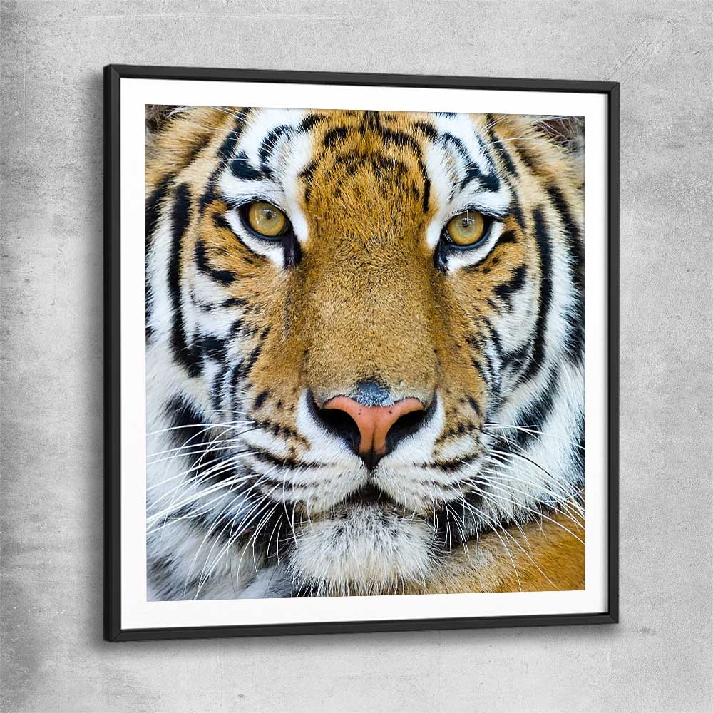 Animal wall art and canvas prints of Majestic Tiger Portrait with black glass front frame