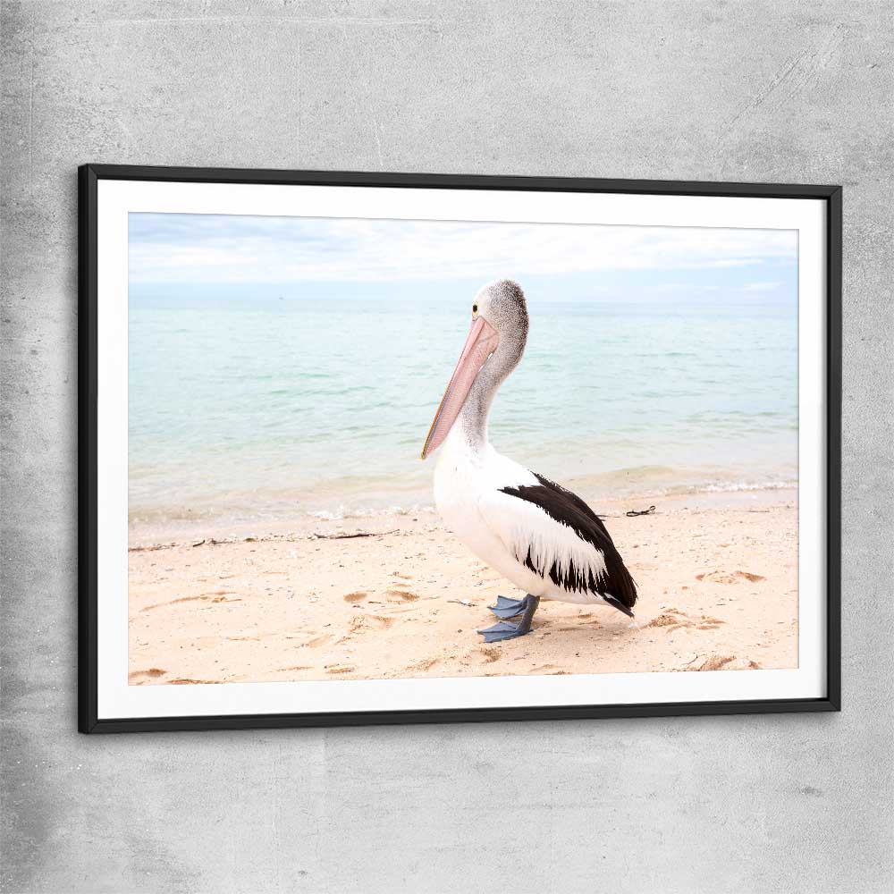 Animal wall art and canvas prints of Monkey Mia Pelican with black glass front frame