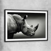 Animal wall art and canvas prints of Monochrome Rhinoceros with black glass front frame