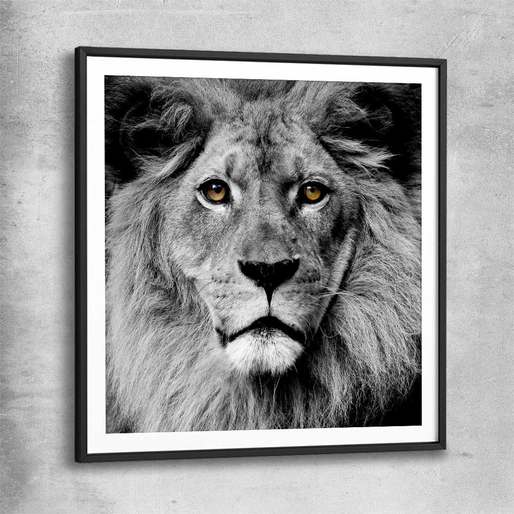 Animal wall art and canvas prints of Noble Lion Portrait with black glass front frame