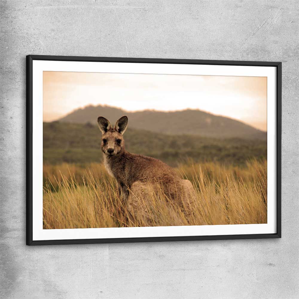 Animal wall art and canvas prints of Outback Kangaroo with black glass front frame