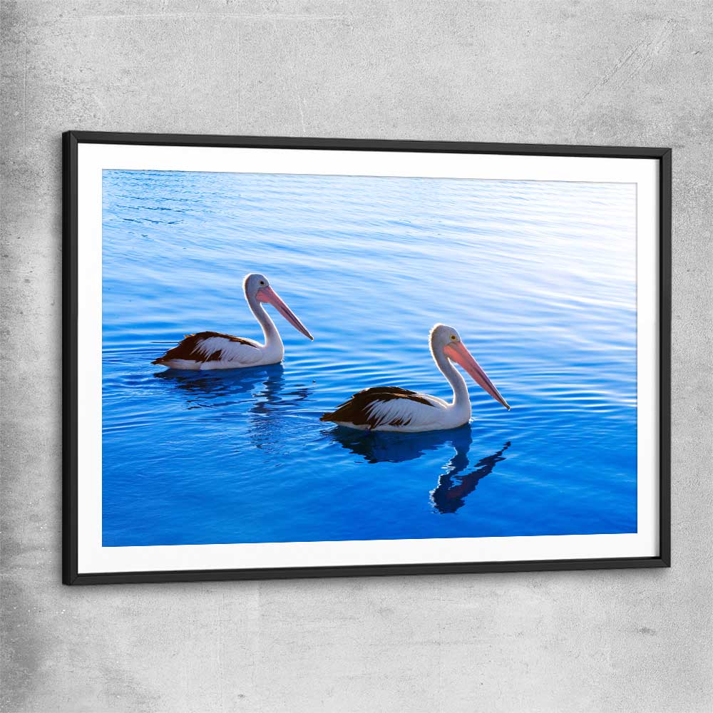Animal wall art and canvas prints of Pelican Blue Waters with black glass front frame