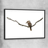 Animal wall art and canvas prints of Perched Kookaburra with black glass front frame